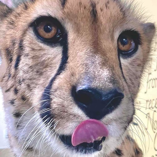 Cincinnati Zoo Cheetahs | Cameo