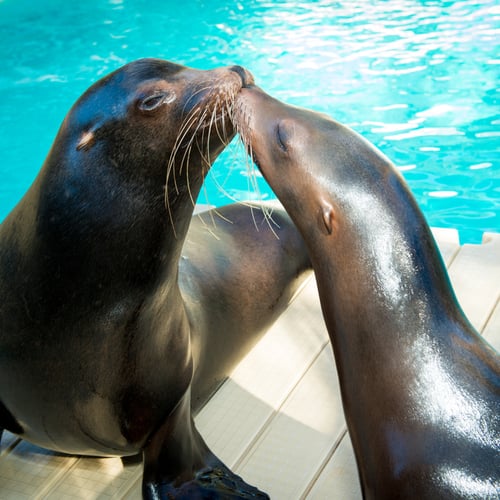 Sea Lions at Houston Zoo | Cameo